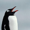 Avatar do Utilizador