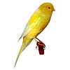 Avatar do Utilizador